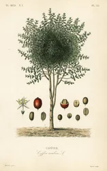 Arabischer Kaffeebaum, Coffea arabica, Cafeyer