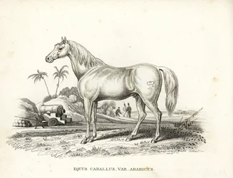 Arabisches oder Araberpferd, Equus caballus var. arabicus. Mit Napoleons Brandzeichen auf der Flanke und französischen Soldaten und Kanonen in einer nordafrikanischen Schlachtszene. Handkolorierte Lithographie aus Georg Friedrich Treitschke