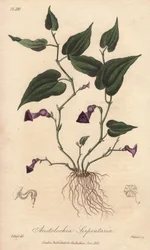 Aristoloche (Aristolochia serpentaria) - Illustration aus „Medical Botanical, Description of the Medicinal Plants of London, Edinburgh and Dublin“ von John Stephenson und James Morss Churchill