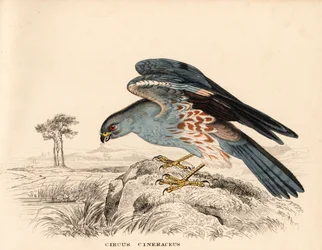 Aschgrauer Weihen, Circus cineraceus. Handkolorierter Stahlstich aus Georg Friedrich Treitschkes Naturhistorischer Bildersaal des Thierreiches, Leipzig.