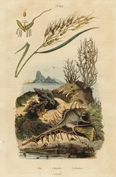 Asiatischer Reis, Venusmuschel und Hexaplex angularis