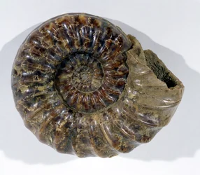 Asteroceras obtusum (Ammonit) gefunden in Lyme Regis, Dorset, Unterjura