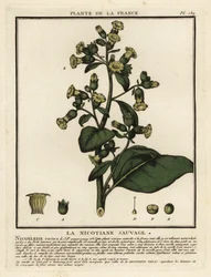 Aztekentabak, Nicotiana rustica