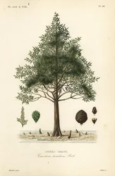 Sumpfzypresse oder Sumpfzypresse, Taxodium distichum