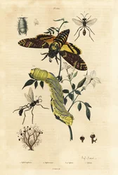 Kugelflechte, Sphaerophorus globulus 1, Dynamene-Krebstier 2, Grabwespen, Sphex-Arten 3,4 und Afrikanischer Totenkopfschwärmer, Acherontia atropos, und Raupe 5
