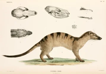 Bänderpalmenzibetkatze, Indonesien