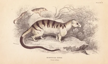 Gebänderte Palmenzibetkatze, Hemigalus derbyanus (Hemigalea zebra). Bedroht. Handkolorierter Stahlstich von Lizars nach einer Illustration von Charles Hamilton Smith aus William Jardine