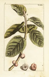 Banyan-Feigenzweig mit Früchten, Ficus benghalensis