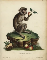 Berberaffe oder Makak, Macaca sylvanus. Gefährdet. Simia silvanus Linn. Handkolorierter Kupferstich von C.D. Henning nach einer Illustration aus der Natur von C. J. G. Reuss aus Johann Christian Daniel Schreber
