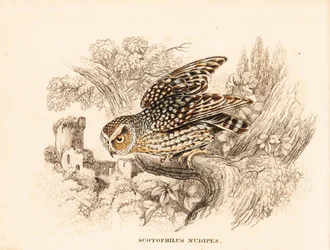 Nacktbein-Eule, Margarobyas lawrencii. Handkolorierter Stahlstich aus Georg Friedrich Treitschkes Naturhistorischer Bildersaal des Thierreiches, Leipzig.