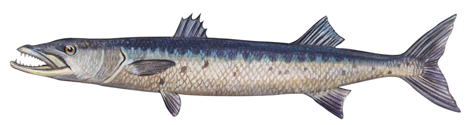 Barrakuda - Großer Barrakuda (Sphyraena barracuda)