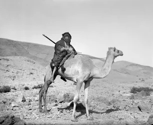 Beduine auf einem Kamel, um 1936