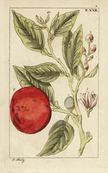 Bitterorange oder Sevilla-Orange, Citrus x aurantium