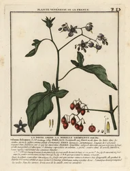 Bittersüßer Nachtschatten, Solanum dulcamara.