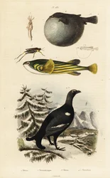 Birkhuhn, Kugelfisch und Feldheuschrecke