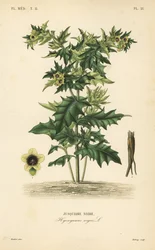 Schwarzes Bilsenkraut, Hyoscyamus niger
