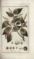Schwarzer Pfeffer (Piper nigrum). Lithographie aus „Afbeelding der Artseny-Gewassen“ von Johannes Zorn (1739-1799), Niederlande