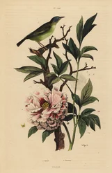 Blauköpfiger Fächerschwanz, Rhipidura cyaniceps 1 und Pfingstrose, Paeonia suffruticosa 2