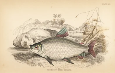 Bocachico oder Koulimata, Prochilodus rubrotaeniatus (Blassrotgestreifter Lachs-Karpfen, Prochilodus rubro-taeniatus). Handkolorierter Stahlstich von W.H. Lizars nach einer Illustration von James Stewart aus Robert Schomburgs Fische von Guiana, Teil von Si