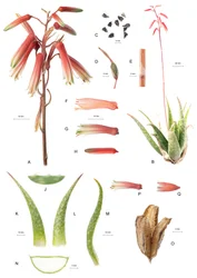 Botanische Tafel/Aloe/Aloe