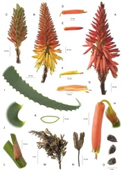 Botanische Tafel Aloe arborescens