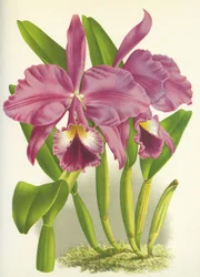 Botanische Tafel: Cattleya labiata var. Autumnalis