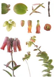 Botanische Tafel/Kalanchoe marnieriana