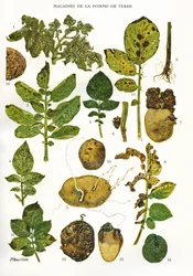 Botanische Tafel/Kartoffelkrankheiten/Solanum tuberosum