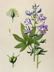 Botanische Tafel. Giftige Pflanze: Stephanskraut (Delphinium staphysagria)
