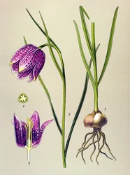 Botanische Tafel, giftige Pflanze: Schachbrettblume (Fritillaria meleagris)