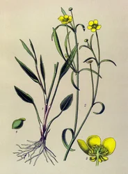 Botanische Tafel, giftige und medizinische Pflanze: Brennender Hahnenfuß (Ranunculus flammula)