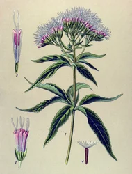 Botanische Tafel, Pflanze: Hanfblättriges Wasserdost (Eupatorium cannabinum)