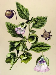 Botanische Tafel, Pflanze: Peruanische Birne oder Peruanischer Apfel (Nicandra physaloides)
