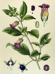 Botanische Tafel, Tollkirsche (Atropa belladonna)