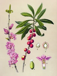 Botanische Tafel, giftige und medizinische Pflanze: Seidelbast (Daphne Mezereum)