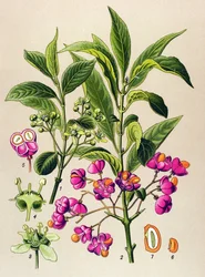 Botanische Tafel, giftige Pflanze: Europäisches Pfaffenhütchen (Euonymus europaeus)