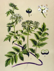 Botanische Tafel, giftige Pflanze: Berle (Berula angustifolia)