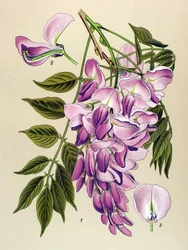 Botanische Tafel, giftige Pflanze: Chinesischer Blauregen (Wisteria chinensis)