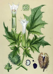Botanische Tafel, Giftpflanze: Gemeiner Stechapfel oder Arznei-Stechapfel (Datura stramonium)
