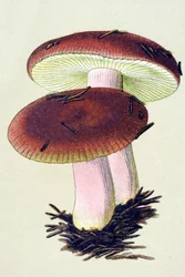 Botanische Tafel mit giftigem Pilz: Brechreizender Täubling (Russula emetica)