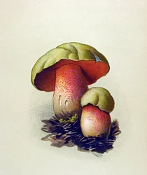 Botanische Tafel mit giftigem Pilz: Wolfs-Röhrling (Boletus lupinus)