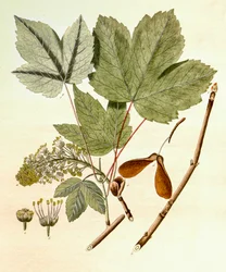 Botanische Illustration/Acer pseudoplatanus/Bergahorn