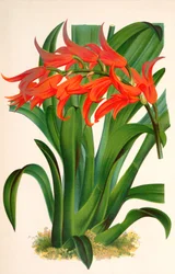 Botanische Illustration Ada aurantiaca