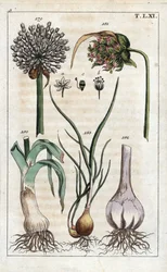 Botanik: Lauch, Knoblauch, Schalotte - Lauch, Allium pollum 179, Knoblauchblüte, Allium sativum 181, Knoblauchknolle 182 und Schalotte, Allium cepa var. aggregatum, ascalonicum