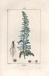 Botris (Chenopodium botrys) - Gravur von Lambert fils, nach einer Zeichnung von Pierre Jean Francois Turpin (1775-1840), aus „La flore medicale, by Chaumeton, Poiret et Chamberet“, Paris 1830 - Jerusalem-Eiche, Dysphania botrys