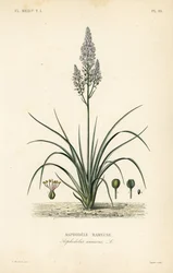 Verzweigter Affodill, Asphodelus ramosus