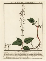 Breitblättriges Hexenkraut, Circaea lutetiana