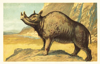 Brontops robustus oder Megacerops robustus. 1908 (Lithografie)