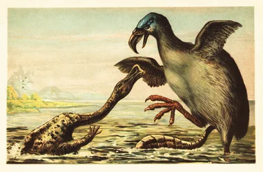 Brontornis kämpft gegen einen Hadrosaurus. 1908 (Lithografie)