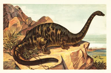 Brontosaurus excelsus, ausgestorbene Art eines gigantischen vierbeinigen Sauriers